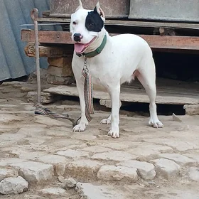 Pidbul urkaçy