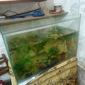 аквариум