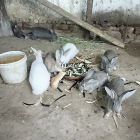 towşan