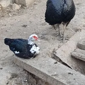 ördek