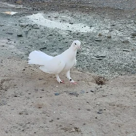 kepderi