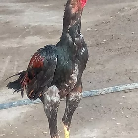 baysow