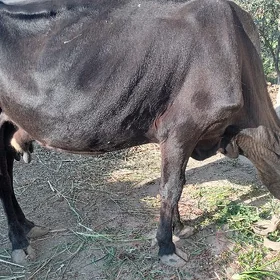goleli sigir