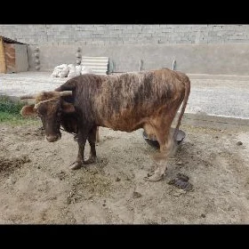sygyr