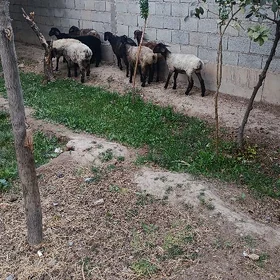 Tokly we Işek
