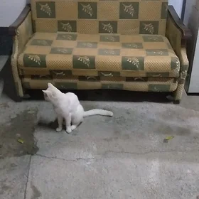 диван