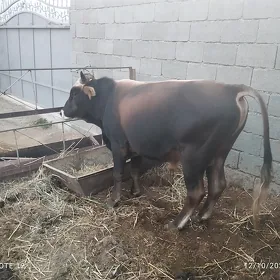 öküz