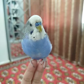 Satlyk gus
