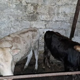 tüwe tuwe gole