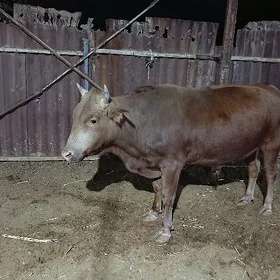 ökùz