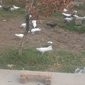 Kepderi