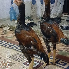 horaz