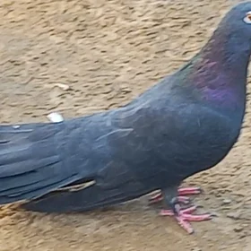 kepderi