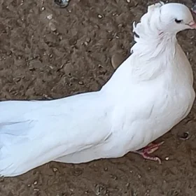 kepderi