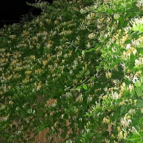 Cyrmasyan gul jasmin jimlis