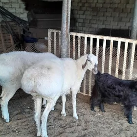 kisar owec
