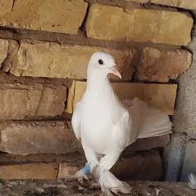 kepderi