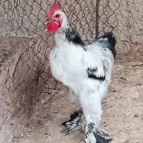 Bolgar horazlar şu ýylky