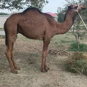 Ogşuklar