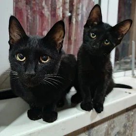 Домашний котёнок (бесплатно)