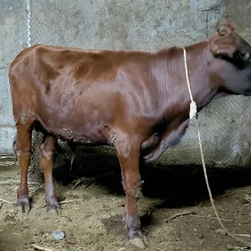 Öküz
