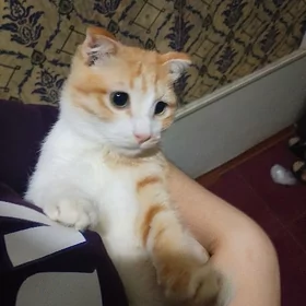sary pişik