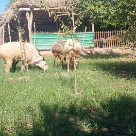 Гиссар кочкарлар