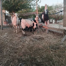 mitis teke