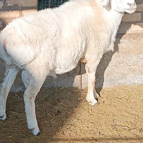 Кочкар