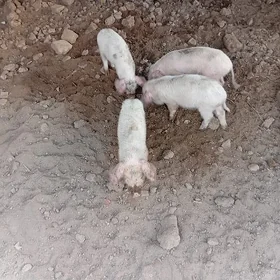 doñuz