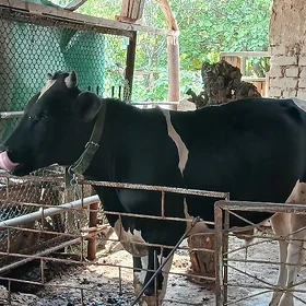 Galişdeỳin öküz
