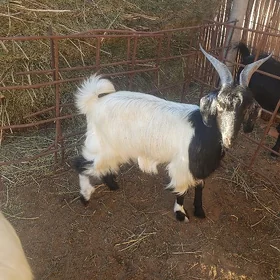 Geci erkecGeci erkec etlik