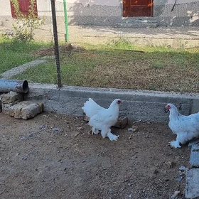 Brama