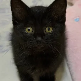 котенок девочка