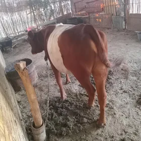 Gulajyn gole