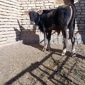 Öküz