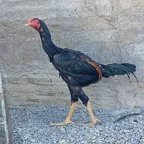 Taşkent horoz