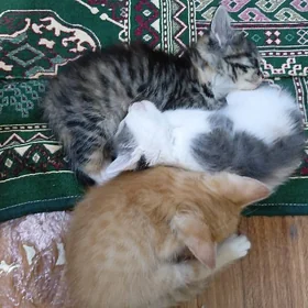 котята