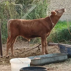 Tohum Şiwet Öküz 7 aýlyk