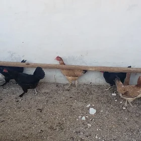 Tawuk