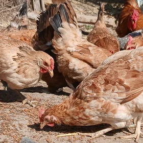 Towuklar