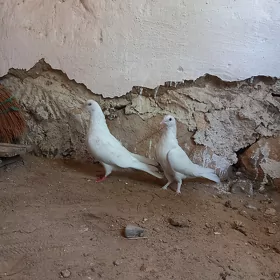 kepderi