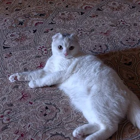 кошечка вислаухая