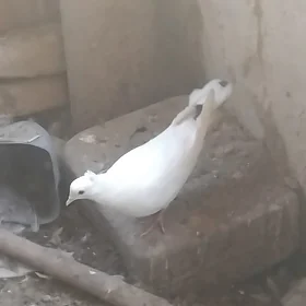 kepderi