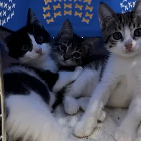 котята срочно