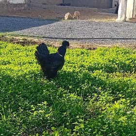 tovuk ýaş 6 aýlyk