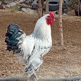 brama horoz 1 ýaş