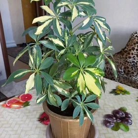 цветы