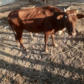 sygyr