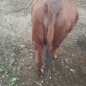 Sygyr